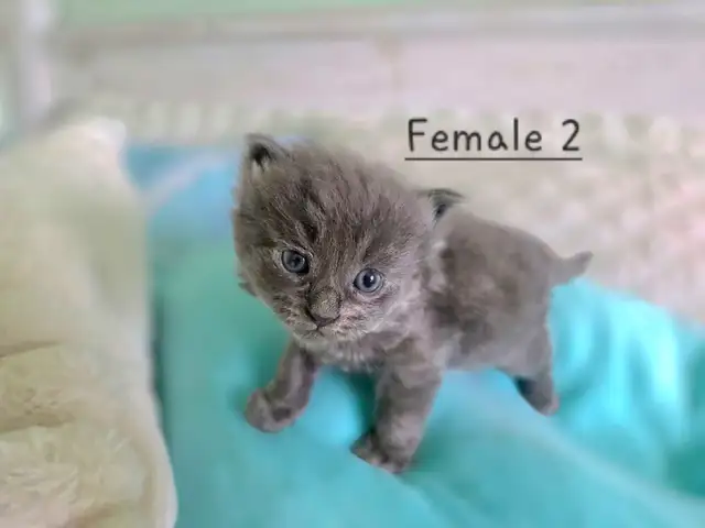 LONGHAIRED KITTENS AVAILABLE! Only 2 left! - Photo 5