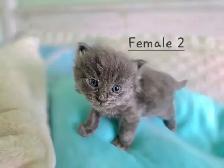 LONGHAIRED KITTENS AVAILABLE! Only 2 left! - Photo 5