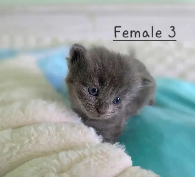 LONGHAIRED KITTENS AVAILABLE! Only 2 left! - Photo 6