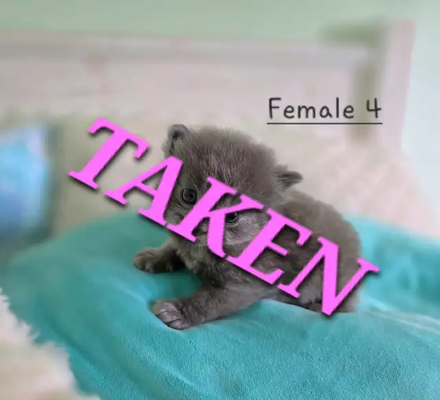 LONGHAIRED KITTENS AVAILABLE! Only 2 left! - Photo 7