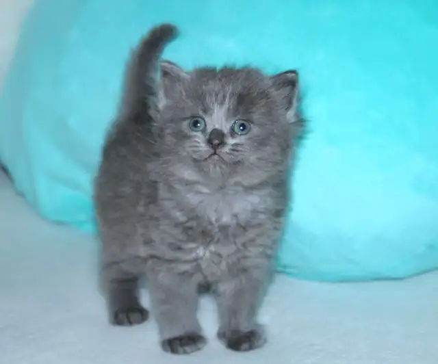 LONGHAIRED KITTENS AVAILABLE! Only 2 left! - Photo 8