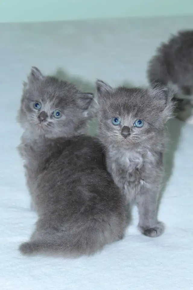 LONGHAIRED KITTENS AVAILABLE! Only 2 left! - Photo 9