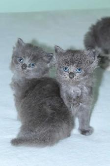 LONGHAIRED KITTENS AVAILABLE! Only 2 left! - Photo 9