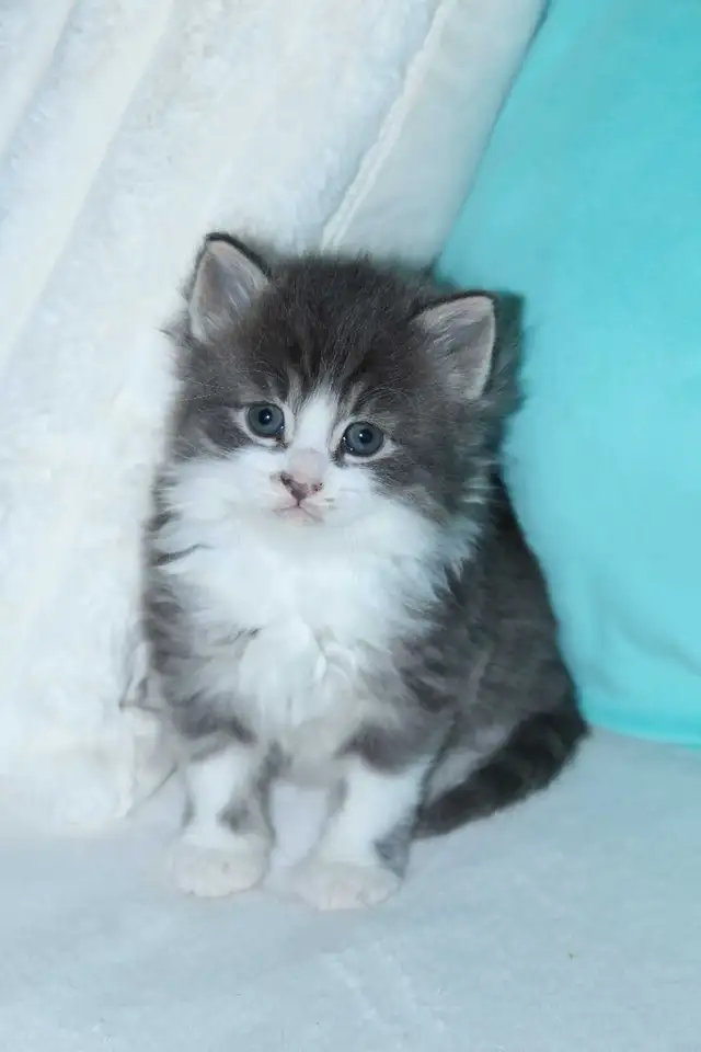 LONGHAIRED KITTENS AVAILABLE! Only 2 left! - Photo 10