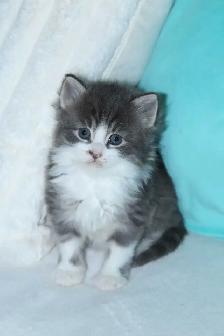LONGHAIRED KITTENS AVAILABLE! Only 2 left! - Photo 10