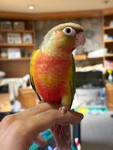 Baby Conures Hand fed Babies friendly and tamed ❤️