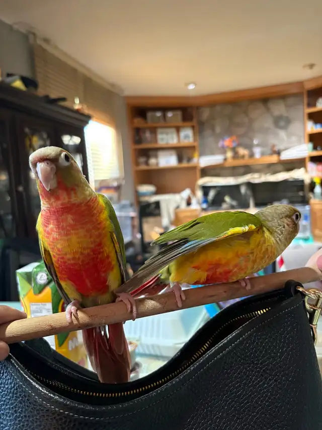 Baby Conures Hand fed Babies friendly and tamed ❤️ - Photo 3