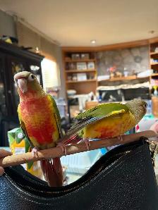Baby Conures Hand fed Babies friendly and tamed ❤️ - Photo 3