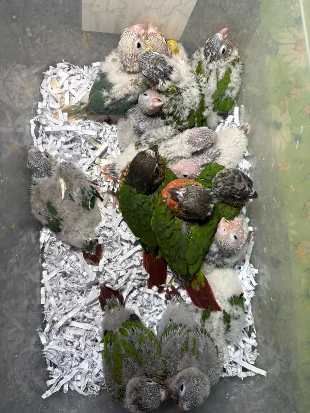 Baby Conures Hand fed Babies friendly and tamed ❤️ - Photo 4