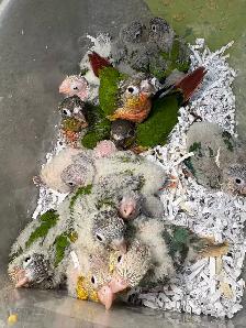 Baby Conures Hand fed Babies friendly and tamed ❤️ - Photo 5