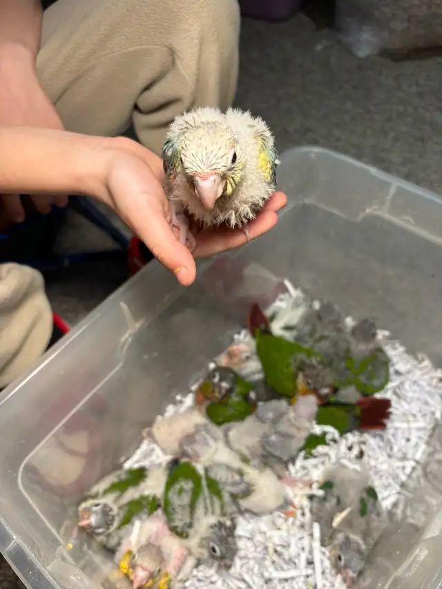 Baby Conures Hand fed Babies friendly and tamed ❤️ - Photo 6