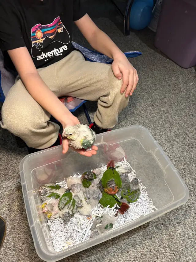 Baby Conures Hand fed Babies friendly and tamed ❤️ - Photo 7