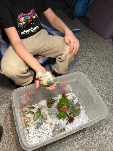 Baby Conures Hand fed Babies friendly and tamed ❤️ - Photo 7