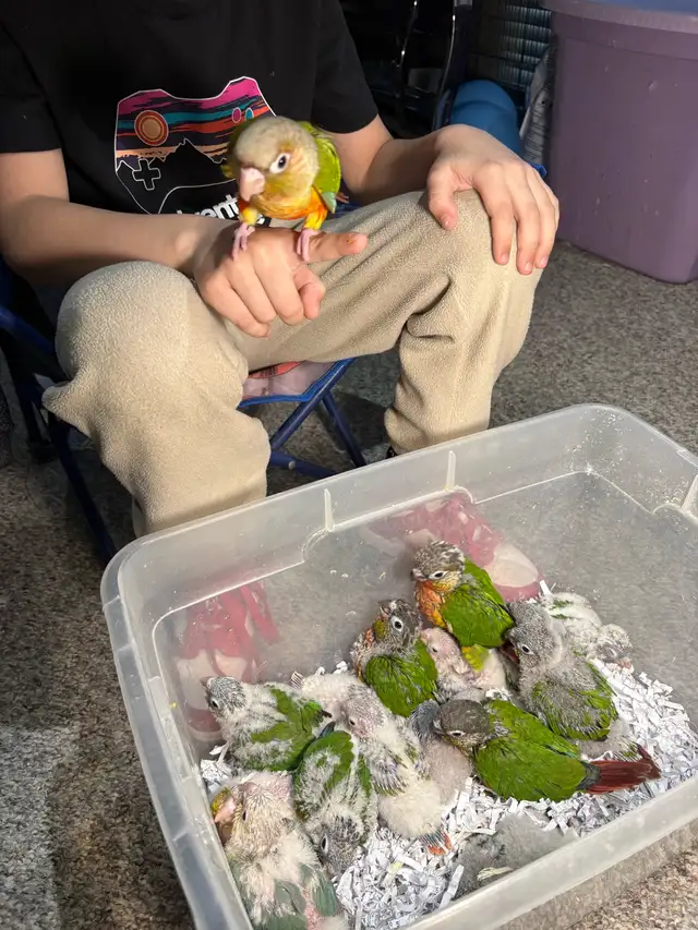 Baby Conures Hand fed Babies friendly and tamed ❤️ - Photo 8