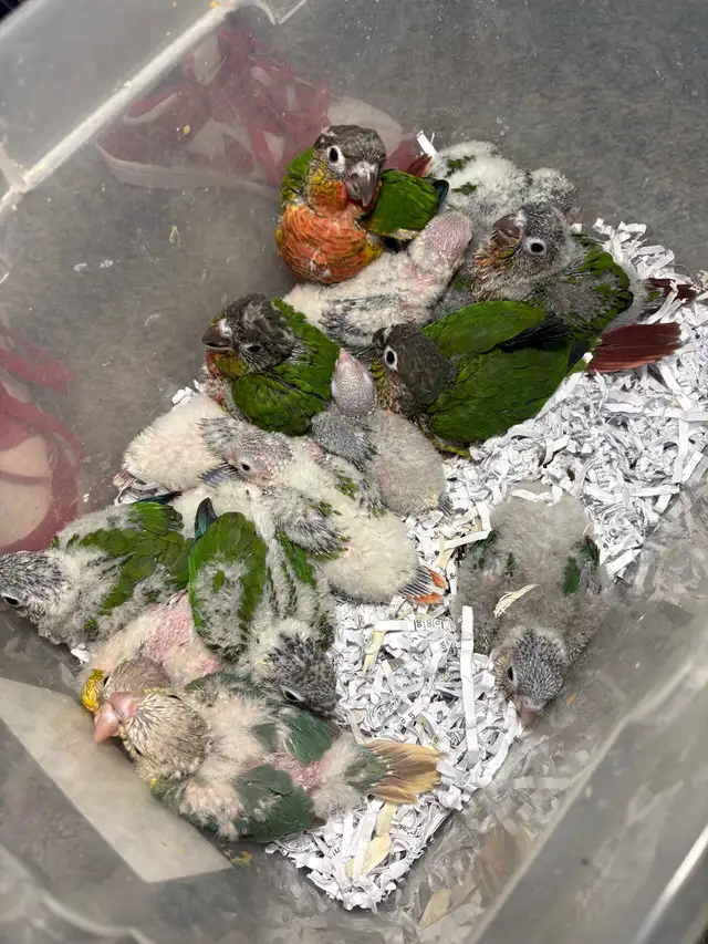 Baby Conures Hand fed Babies friendly and tamed ❤️ - Photo 10