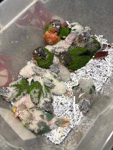 Baby Conures Hand fed Babies friendly and tamed ❤️ - Photo 10