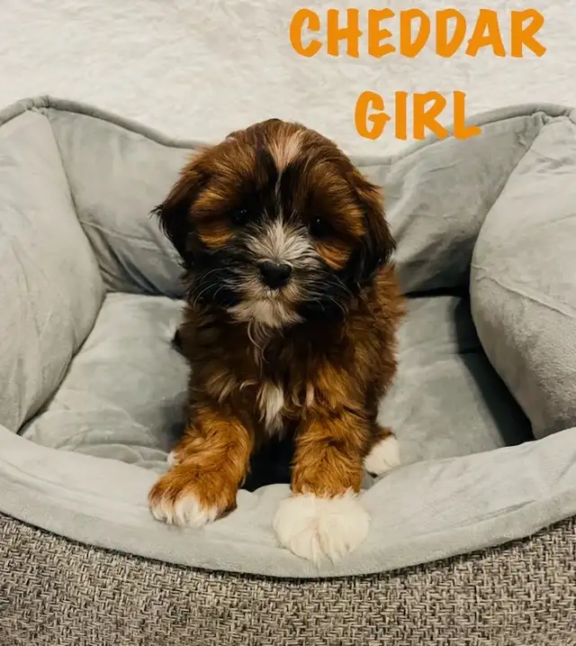❤️Shih poo puppies❤️ - Photo 2