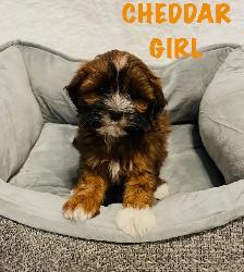 ❤️Shih poo puppies❤️ - Photo 2