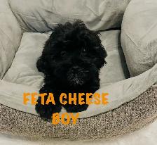 ❤️Shih poo puppies❤️ - Photo 3