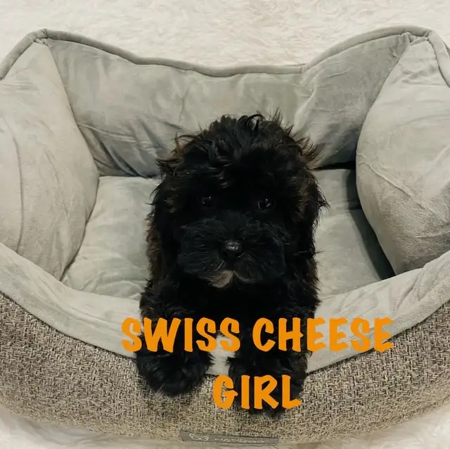 ❤️Shih poo puppies❤️ - Photo 4