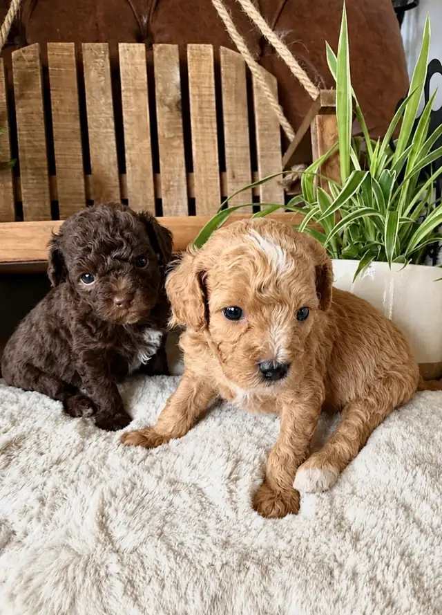 Micro-Toy Aussiedoodle