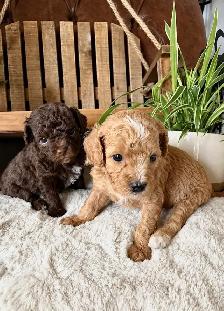 Micro-Toy Aussiedoodle