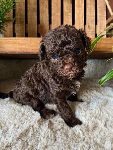Micro-Toy Aussiedoodle - Photo 2