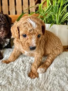 Micro-Toy Aussiedoodle - Photo 3