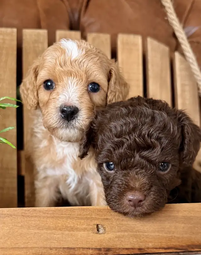 Micro-Toy Aussiedoodle - Photo 4
