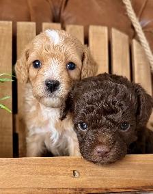 Micro-Toy Aussiedoodle - Photo 4