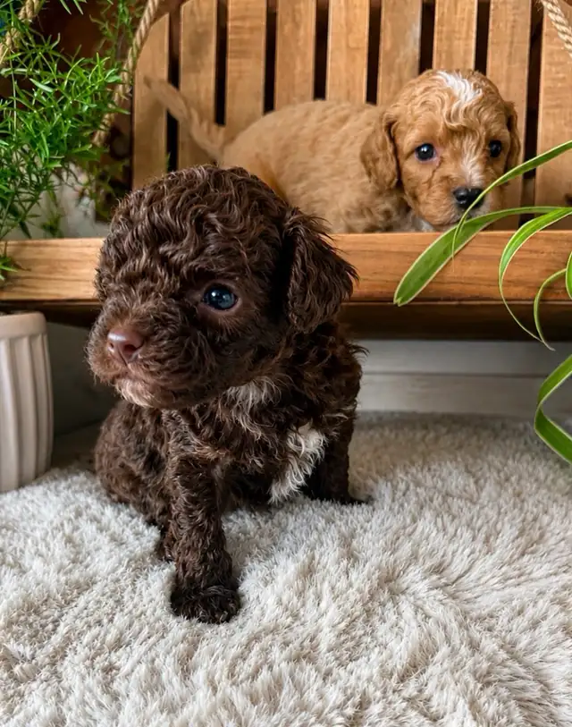 Micro-Toy Aussiedoodle - Photo 5