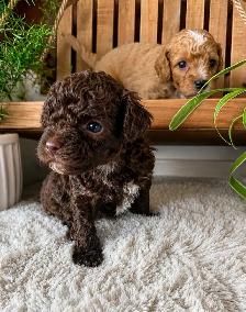 Micro-Toy Aussiedoodle - Photo 5