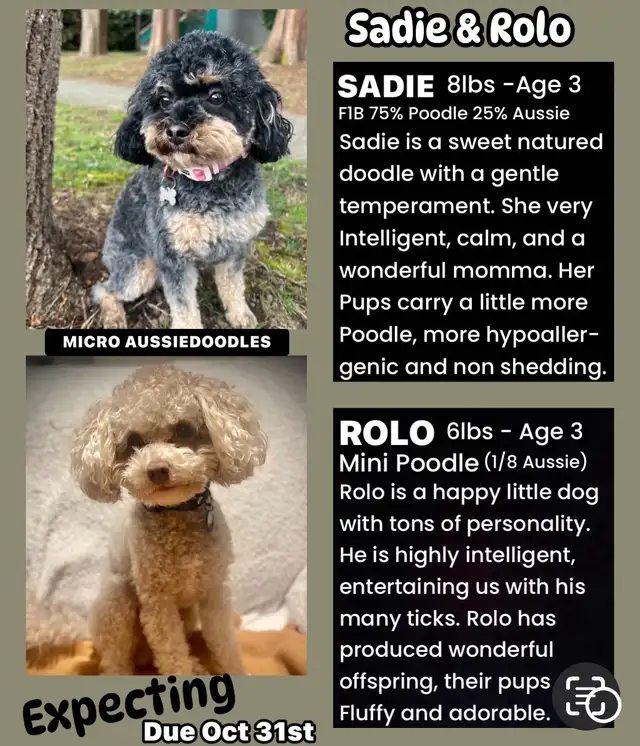 Micro-Toy Aussiedoodle - Photo 6