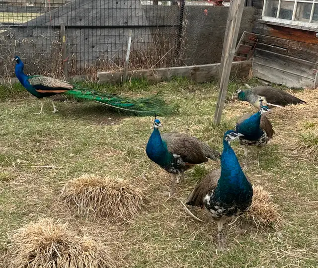 3 beautiful peacocks