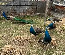 3 beautiful peacocks