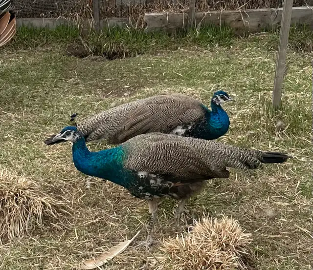 3 beautiful peacocks - Photo 2