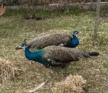 3 beautiful peacocks - Photo 2