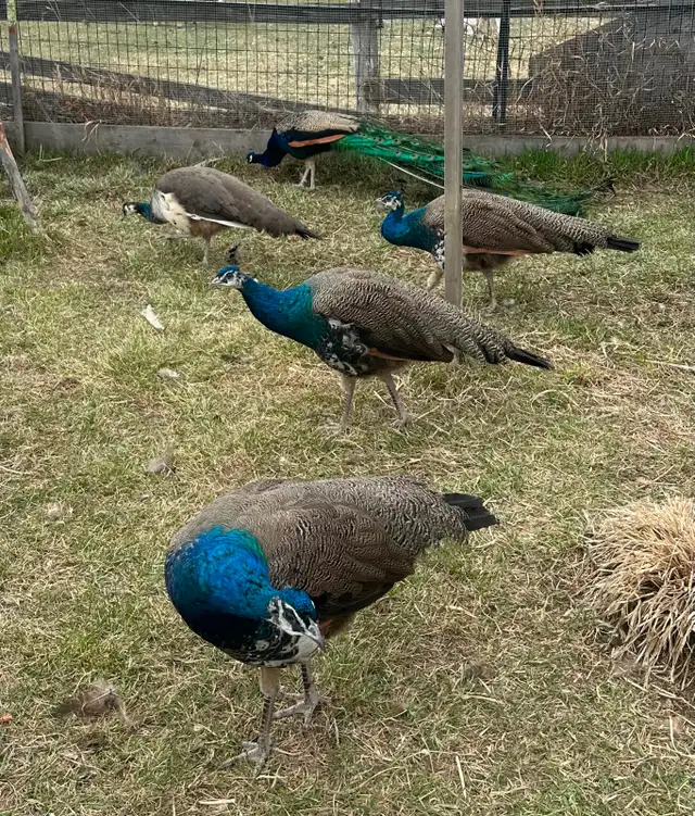 3 beautiful peacocks - Photo 3