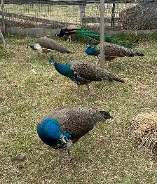 3 beautiful peacocks - Photo 3