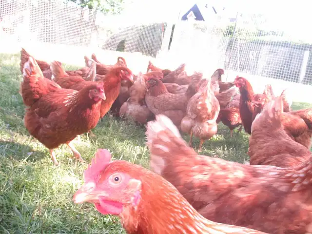 POULES ROUSSES DE PLUS DE 22 SEM