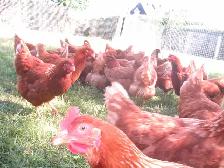 POULES ROUSSES DE PLUS DE 22 SEM
