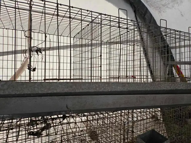 POULES ROUSSES DE PLUS DE 22 SEM - Photo 3