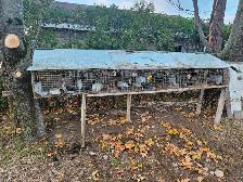 POULES ROUSSES DE PLUS DE 22 SEM - Photo 7