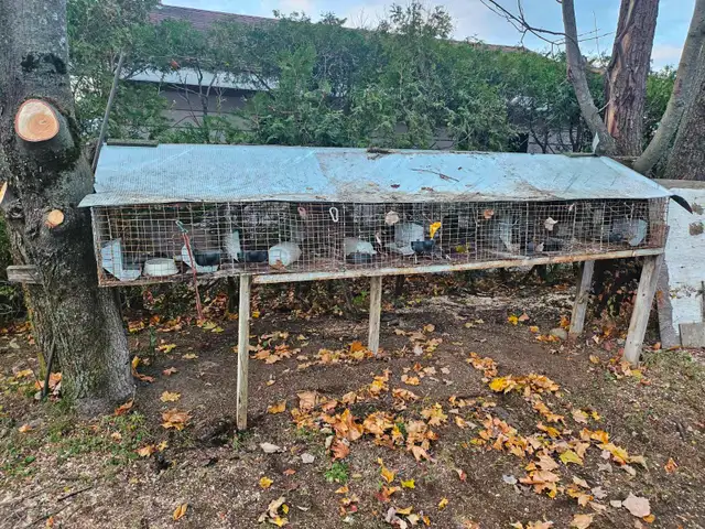 POULES ROUSSES DE PLUS DE 22 SEM - Photo 8