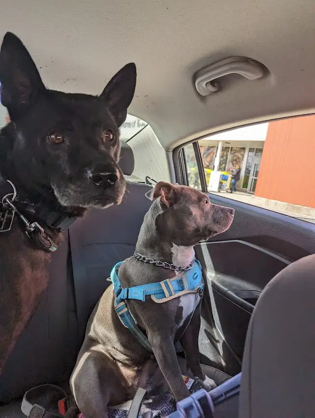 Dog Walking and Pet Services