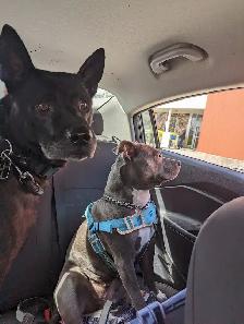Dog Walking and Pet Services