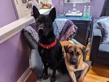 Dog Walking and Pet Services - Photo 2