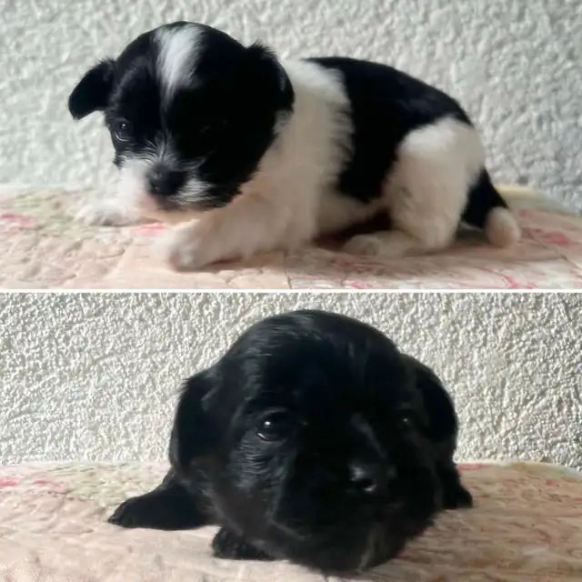 Malshipoo Companion(s)