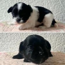 Malshipoo Companion(s)