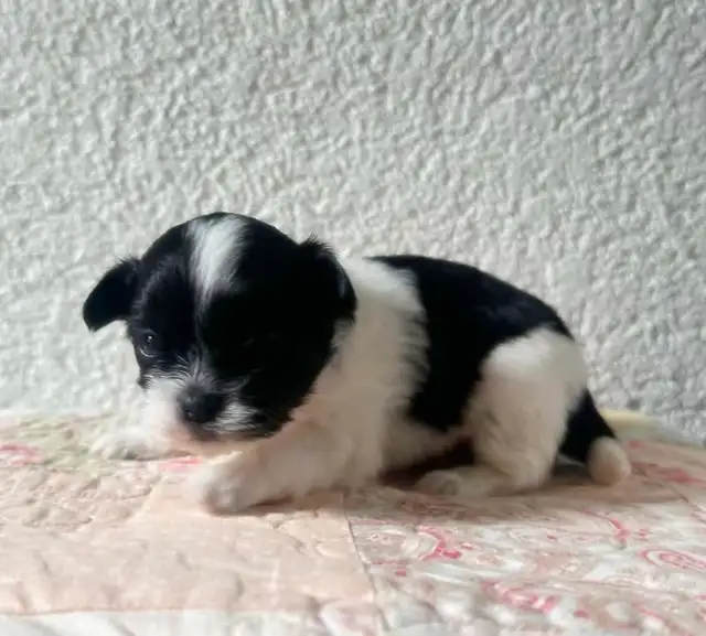 Malshipoo Companion(s) - Photo 2